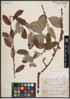 Foto von Salix caprea L.